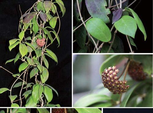 球兰几月份扦插最好？如何提高成活率？