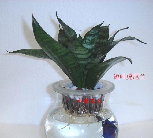 虎尾兰的寓意与象征风水——探索幸福与繁荣之门（虎尾兰的意义与使用技巧）