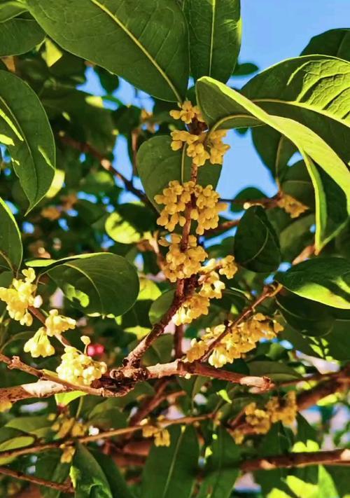 月桂花的花语——坚韧不拔（探究月桂花的花语意义及其象征特点）