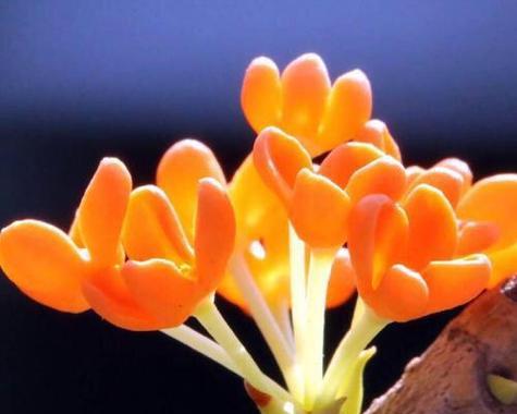 月桂花的花语——坚韧不拔（探究月桂花的花语意义及其象征特点）