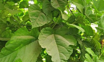 桑树的生长周期是多长时间?如何优化桑树的生长条件?