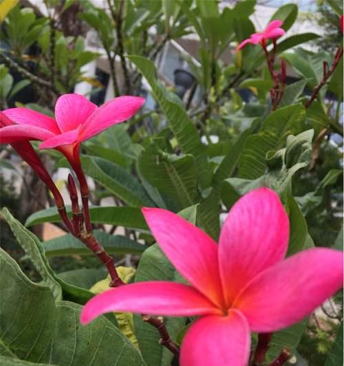 鸡蛋花（探寻鸡蛋花的花语和魅力）