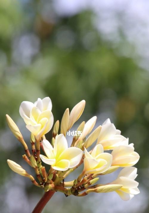 鸡蛋花（探寻鸡蛋花的花语和魅力）