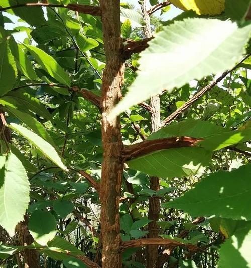 榆树冬天掉叶子是正常的吗？如何判断榆树健康状况？