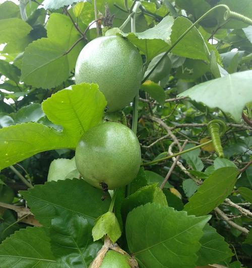 百香果生长需要哪些环境条件？其生长特点是什么？