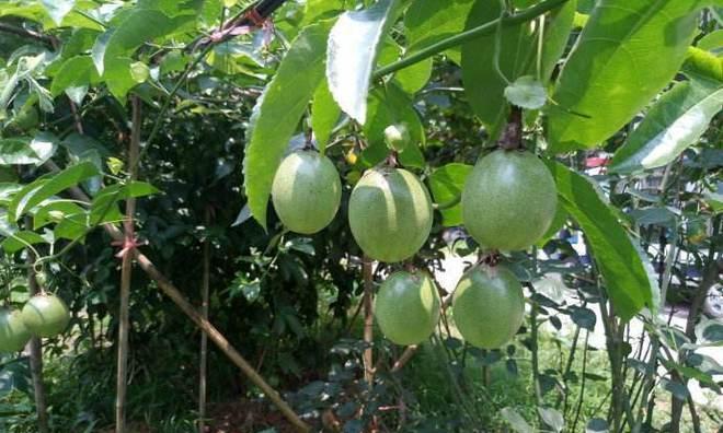 百香果生长需要哪些环境条件？其生长特点是什么？