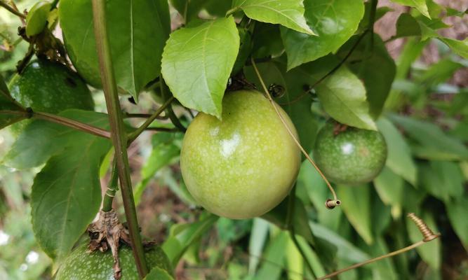 百香果生长需要哪些环境条件？其生长特点是什么？