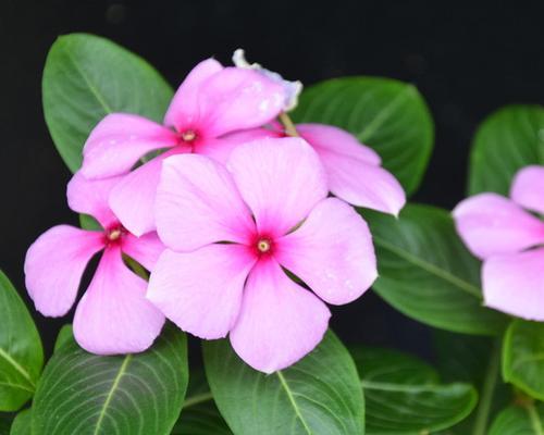 长春花养殖方法有哪些?如何正确养护长春花?