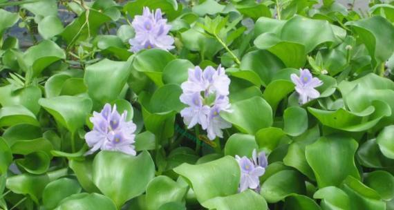 水芙蓉冬季越冬养殖技巧有哪些？如何确保水芙蓉安全过冬？