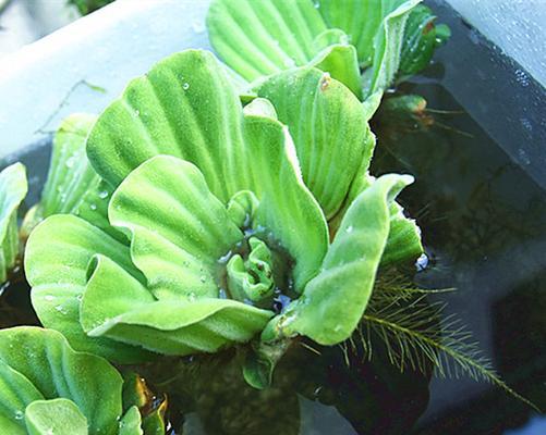 水芙蓉冬季越冬养殖技巧有哪些？如何确保水芙蓉安全过冬？