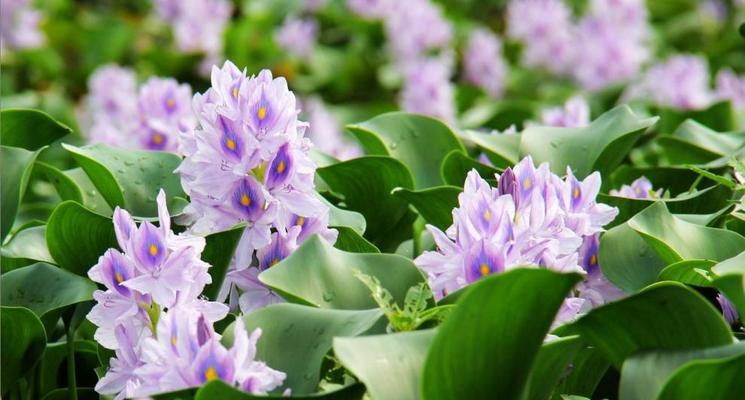 水芙蓉冬季越冬养殖技巧有哪些？如何确保水芙蓉安全过冬？