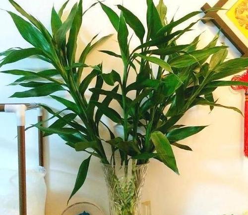 什么花招财又旺宅好养？揭秘最适合家居的花卉选择