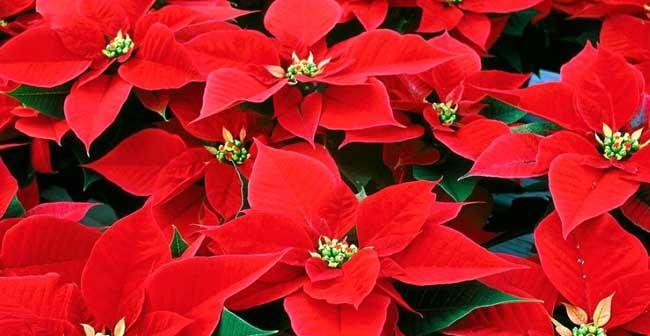 一品红一年能开几次花？花期持续多久？