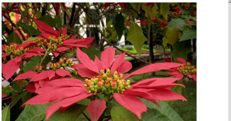 一品红一年能开几次花？花期持续多久？