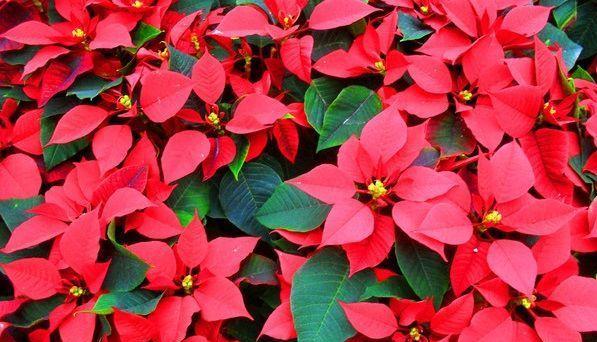 一品红一年能开几次花？花期持续多久？