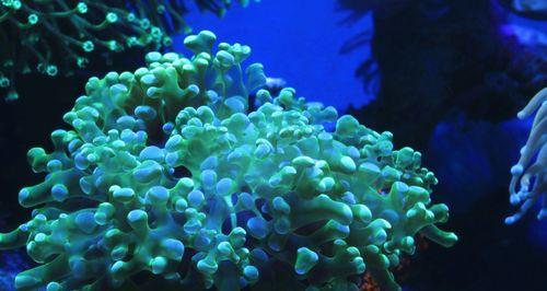 珊瑚是植物吗属于海洋动物？它们的分类和特性是什么？