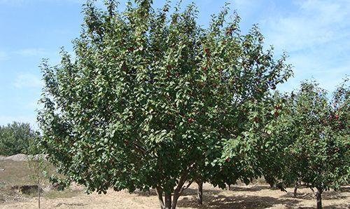 八棱海棠树几年结果实？如何促进其早结果？