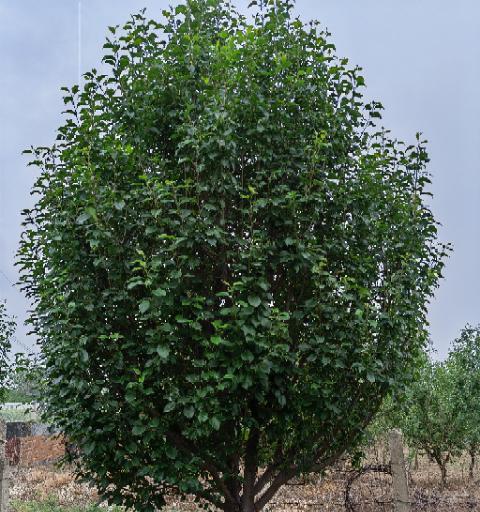 八棱海棠树几年结果实？如何促进其早结果？