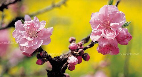 桃花的寓意与象征（桃花的美丽与吉祥）