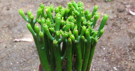 绿玉树怎么养?养殖过程中应注意哪些问题? 绿玉树怎么养?养殖过程中应注意哪些问题?