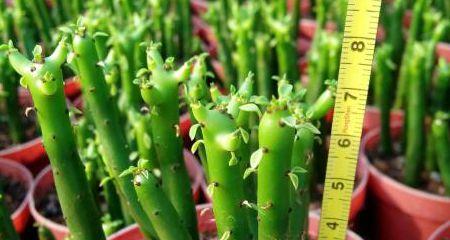 绿玉树怎么养?养殖过程中应注意哪些问题? 绿玉树怎么养?养殖过程中应注意哪些问题?