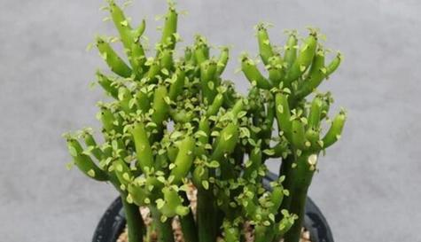 绿玉树怎么养?养殖过程中应注意哪些问题? 绿玉树怎么养?养殖过程中应注意哪些问题?