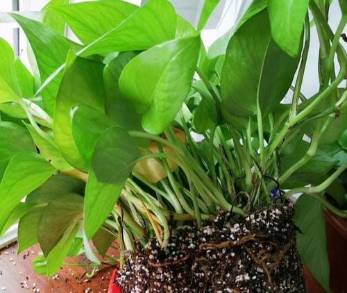 绿萝换土换盆的最佳时间和方法是什么？