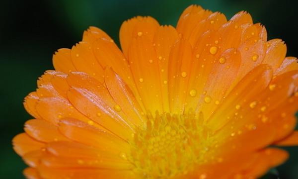 黄菊花的花语与寓意(探寻黄菊花所代表的情感与象征)