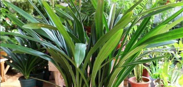 墨兰可以露天养吗？如何确保其在户外生长良好？