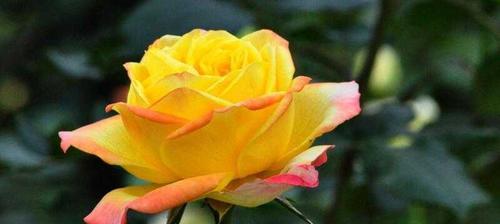 月季花语的深意与寓意（探索花海中的情感语言）