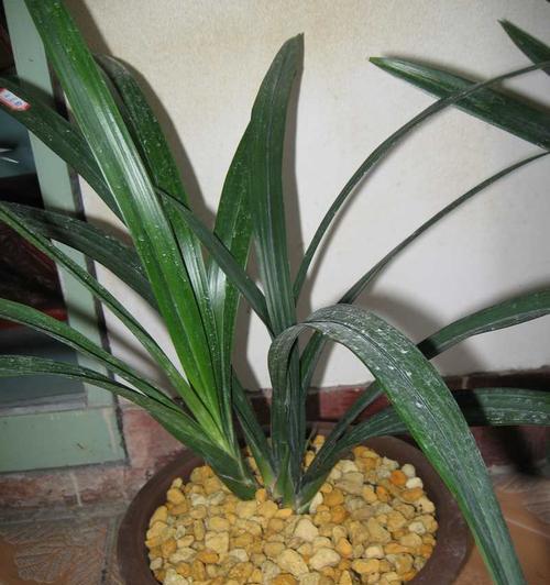 墨兰可以露天养吗？如何确保其在户外生长良好？