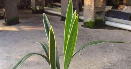 墨兰可以露天养吗？如何确保其在户外生长良好？