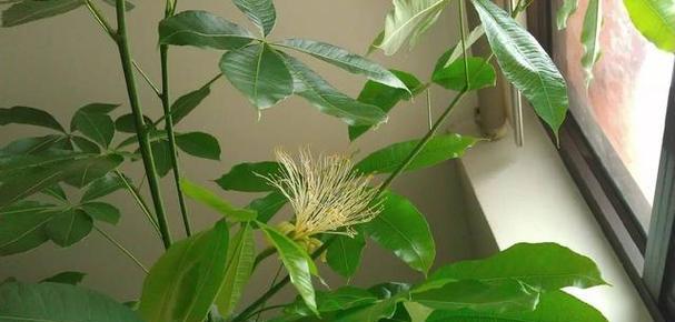 象征富贵的植物有哪些？如何在家中摆放这些植物？