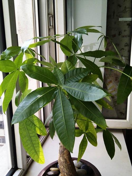 象征富贵的植物有哪些？如何在家中摆放这些植物？