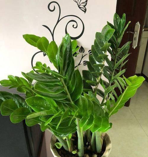 象征富贵的植物有哪些？如何在家中摆放这些植物？