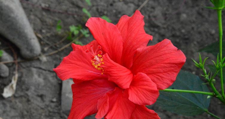 扶桑花(用美丽的花朵传递勇气和希望)