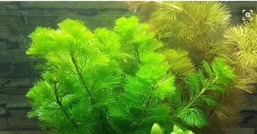 水草如何选择生长环境？哪些地方条件最适合水草生长？