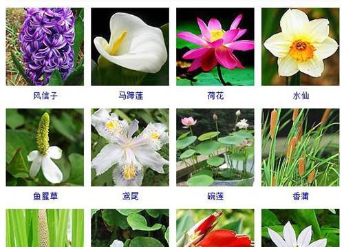 水草如何选择生长环境？哪些地方条件最适合水草生长？