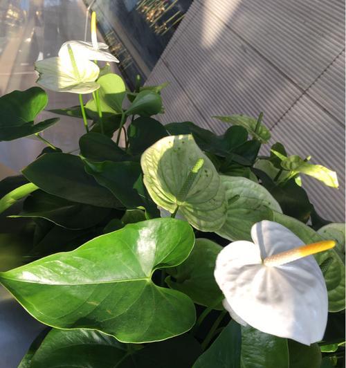 喜欢半阴的花卉有哪些？如何正确养护半阴环境下的植物？