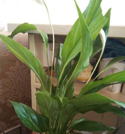 喜欢半阴的花卉有哪些？如何正确养护半阴环境下的植物？