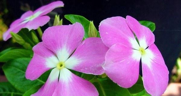 喜欢半阴的花卉有哪些？如何正确养护半阴环境下的植物？