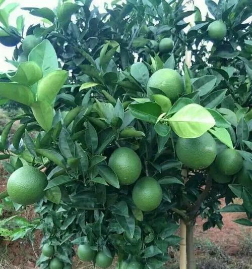 脐橙种植的最佳地区是什么?如何选择适宜的土壤和气候条件? 脐橙种植的最佳地区是什么?如何选择适宜的土壤和气候条件?