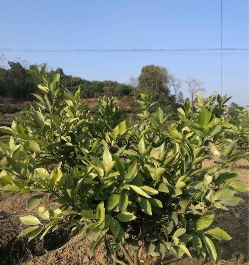 脐橙种植的最佳地区是什么?如何选择适宜的土壤和气候条件? 脐橙种植的最佳地区是什么?如何选择适宜的土壤和气候条件?