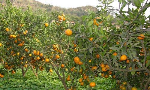 脐橙种植的最佳地区是什么?如何选择适宜的土壤和气候条件? 脐橙种植的最佳地区是什么?如何选择适宜的土壤和气候条件?