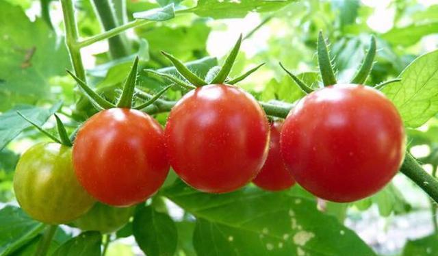 西红柿冷冻保存的正确方法是什么？冷冻后会影响口感吗？