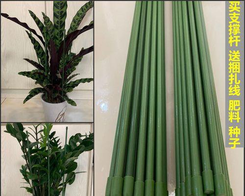 西红柿冷冻保存的正确方法是什么？冷冻后会影响口感吗？