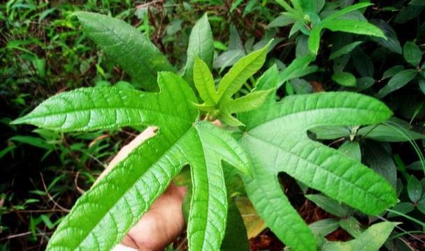 人参泡水喝的功效与正确方法是什么？