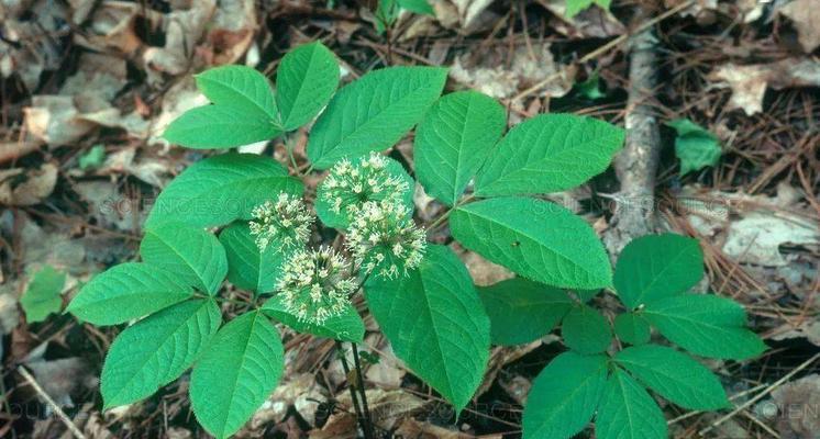 人参泡水喝的功效与正确方法是什么？