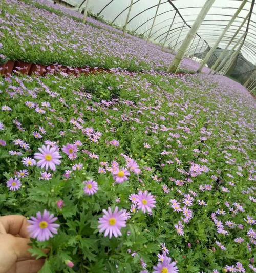 姬小菊可以地栽吗？地栽姬小菊的注意事项有哪些？