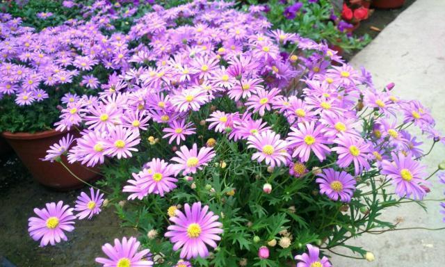 姬小菊可以地栽吗？地栽姬小菊的注意事项有哪些？